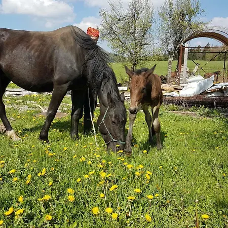Kmetija Z Nastanitvijo Knavs
